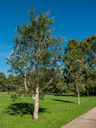 Image result for Melaleuca quinquenervia