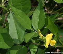 Image result for Vigna luteola