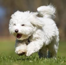 These adorable puppies are pure bred coton de tulear pups. Coton De Tulear Puppies For Sale Adoptapet Com