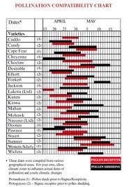 With many varieties of pecan trees (carya illinoiensis) available for sale the most popular are : Pin On In The Garden