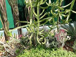 Types of succulents, from aeonium to zebra plant. Cactus Types Bild Von Cactus Garden Singapur Tripadvisor