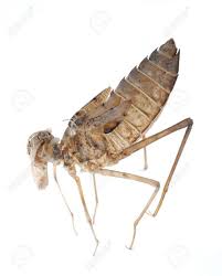 We did not find results for: Dragonfly Nymph Shell Isolated On White Background Stock Photo Picture And Royalty Free Image Image 11542046