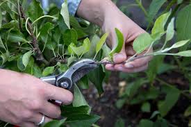 Summer pruning of apples is really best carried out in late summer or early autumn, when the fruit has already been picked to avoid knocking them off. How To Prune Apple Trees In Summer Bbc Gardeners World Magazine