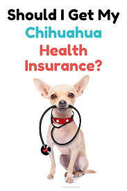 Waiting periods are determined by the pet. Should I Get My Chihuahua Health Insurance Chi Pets