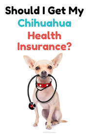 Money what is your budget? Should I Get My Chihuahua Health Insurance Chi Pets