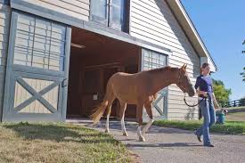 Near the place, where the party was. How Much Does A Horse Cost The Horse