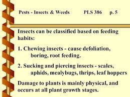 By talha nazir, sehroon khan and lacewings found the colonies of aphid to consume just like lady beetles. Pests Insects Weeds Pls 386 August 31 2005 Outline Of Topics Pp In Text I Insect Lifecycles Ii Feeding Habits Iii Other Crop Pests Ppt Download