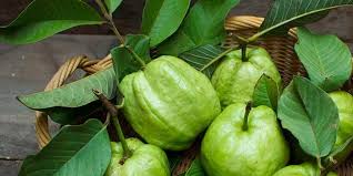 Ambil bubuk daun mangga yang dikeringkan dalam tempat teduh, kemudian giling sampai halus, tambahkan kedalam satu gelas air, dan simpan semalaman. Suburkan Rambut Rontok Dengan Tonik Daun Jambu Merdeka Com