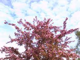 The pagoda dogwood is native to northeastern iowa. Ornamental Trees Sherbondy S Southwest Iowa Horticulturalists Growers