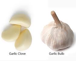 It's recommended to always wear garden safety gloves before messing with the soil. What Is The Difference Between A Garlic And A Glove Of Garlic A Garlic Vs A Glove Of Garlic Hinative