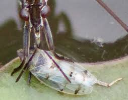 I tried lookin it up. Water Strider With Prey Gerris Bugguide Net