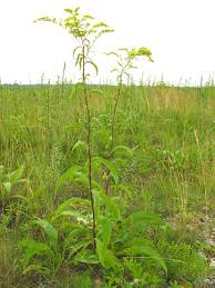 Image result for Solidago juncea