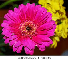 Image result for Gerbera viridifolia