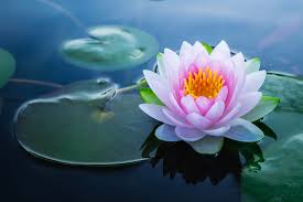 The red lotus (nelumbo nucifera) is the national flower of vietnam.the tiger, water buffalo and dragon are the national animals of vietnam. Quiz How Much Do You Know About Vietnam Travelinsightpedia
