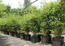 All the bamboo turn golden in the midday sun. Golden Goddess Bambusa Multiplex Palmco Wholesale Bamboo Florida