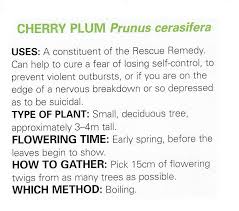 Cherry Plum Uses And Method Bach Flowers Holistic Healing Herbalism