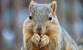 Image result for squirrel