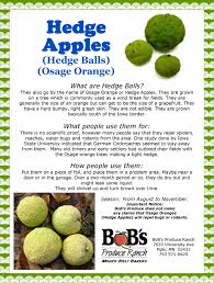 They do however make an interesting addition to home decor. Gak Unwanted Housemates The Watercooler Conductdisorders A Soft Place To Land For Battle Weary Parents