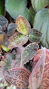 Image result for Nesaea linearis