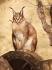 Is the Desert Lynx Cat the Right Cat Breed for You?
