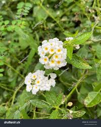 Image result for Lantana nivea