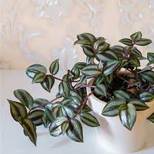 Image result for Tradescantia zebrina