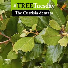 Image result for Curtisia dentata
