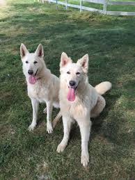 Confident german shepherds also learn commands faster than other breeds. The Great White German Shepherds