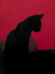 Black And Red Cat Rudiger Fritsche Black Cat Aesthetic Cat Aesthetic Black Cat