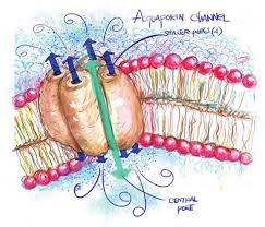 Image result for Hemarthria natans