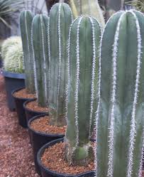 Popular types of blooming indoor cactuses include christmas cactuses (schlumbergera bridgesii) and thanksgiving cactuses (s. Pachycereus Marginatus Cactus Jungle Cactus Types Cactus Plants Cactus