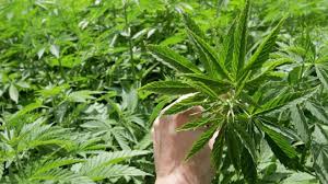 (sndl) stock discussion in yahoo finance's forum. Sundial Growers Sndl Stock Price Quote News Stock Analysis