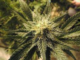 Based on the above information, you may be reasonably worried if you are a regular or heavy marijuana smoker and have to take a drug how long does it take for marijuana to get out of your system? How Long Does It Take To Grow Weed Guide