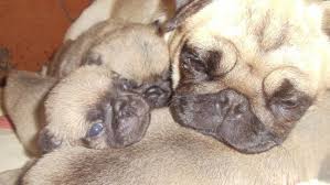 Un pequeño perro muy cariñoso y de gran corazón. Perros Pug Perrospug Twitter