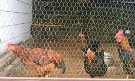 Cómo construir un gallinero casero - Securfix