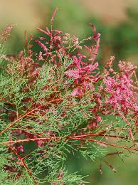 Image result for Tamarix pentandra