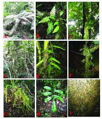 Image result for Asplenium macrophlebium