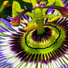 Passionflower Passion Flower Parts Of A Flower Passion Vine