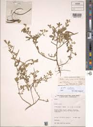 Image result for Rothia