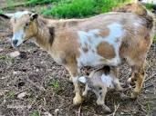 Pamabella Nigerian Dwarf Goats