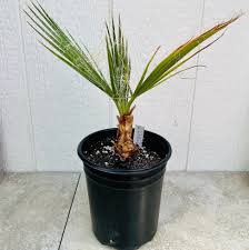 Image result for Wiesneria filifolia