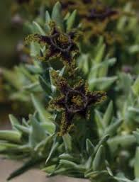 Image result for Ixora mildbraedii