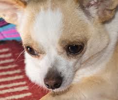 Any time you have an inbred population, you don't know what else is being inherited along with the traits you want. Everything You Need To Know About Hydrocephalus In Dogs And Cats