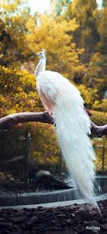 Big Black Bird With White Tail Feathers Pin De Iqbal Siraj En Animals Birds Insects Aves Pajaros Lindo
