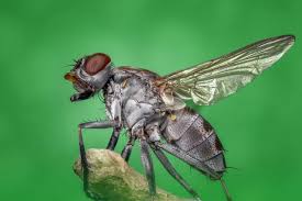Installer des moustiquaires aux portes et fenêtres des endroits les mouches papillons pondent leurs oeufs dans l'eau stagnante, ne laissez pas d'eau stagnante autour de la maison (gamelles, pots de fleurs, seaux. La Mouche Comment S En Debarrasser
