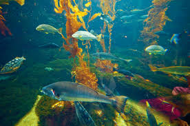 15 Mesmerizing Gifs Of Sea Life Swimming Gif Fish Swimming Fishing World