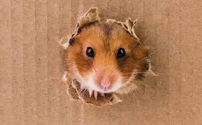 But, a lot of the wheels you can buy are actually really noisy! Diy Hamster Toys The Best Creative Homemade Hamster Toys