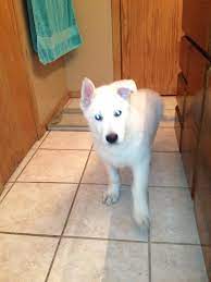 White German Shepherd Puppy Dog Kennel