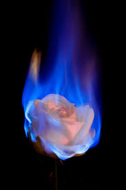 Black And White Flames Wallpaper Fire Flowers White Rose Fire Flowers White Rose Best Picture For Wallpaper Rosa Blumen For Your Taste In 2020 Rose On Fire Fire Flower Rose Wallpaper