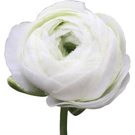 1. Accent Flowers - Which is your favorite? (Regardless of color)